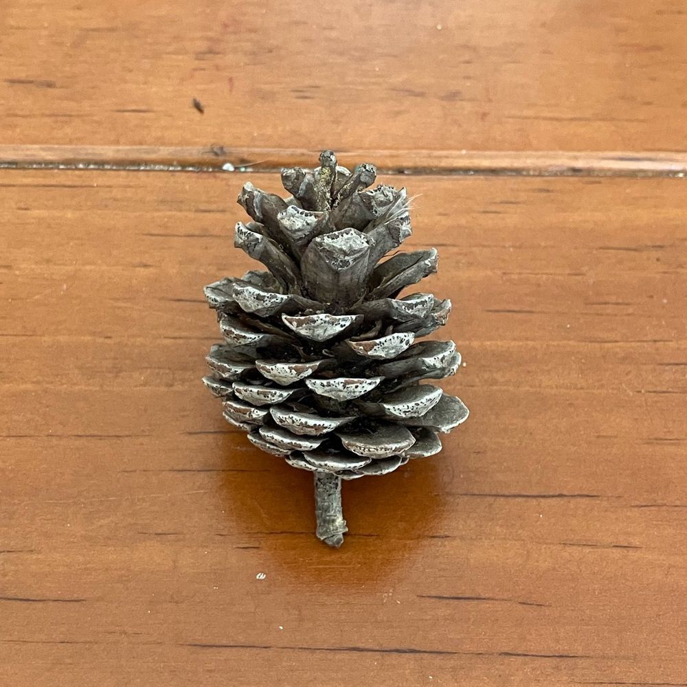 Small Pinecone - Picture 1 of 1